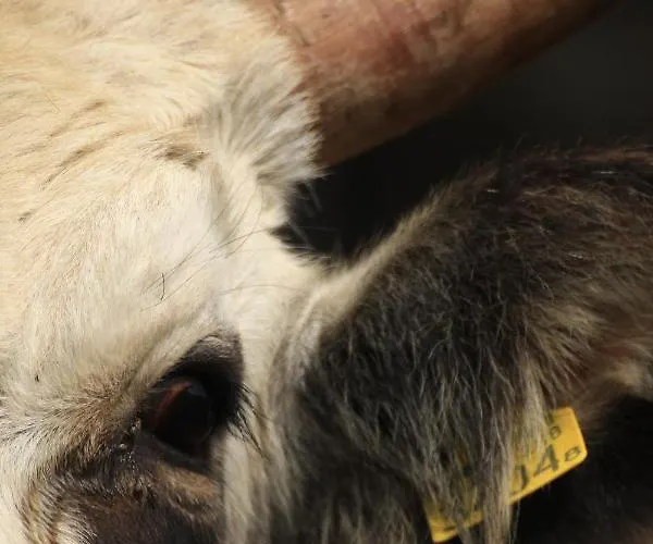 Poettyoes Tanya Frühstückspension Csongrád